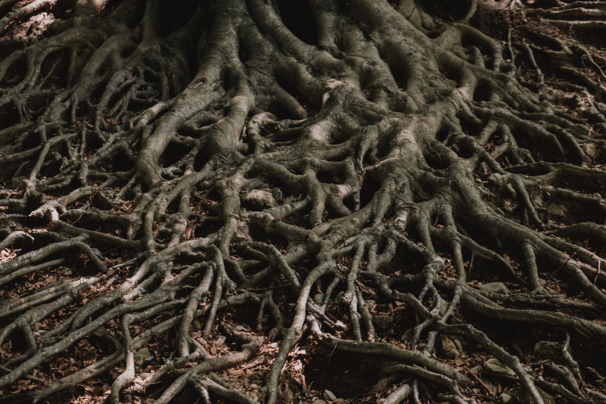 /roots.jpg